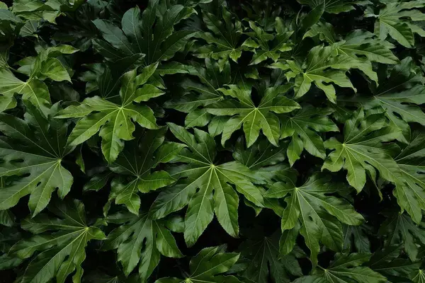 「日本人は自国の価値を何もわかっていない…｢ぐにゃぐにゃの首都高｣から見えてくる｢日本の観光資源｣の本質」の画像