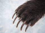 「耳の後ろから流血､指の肉をごっそり食べられ…クマに｢猪木キック｣で応戦した36歳男性の"数十秒間の死闘"」の画像2