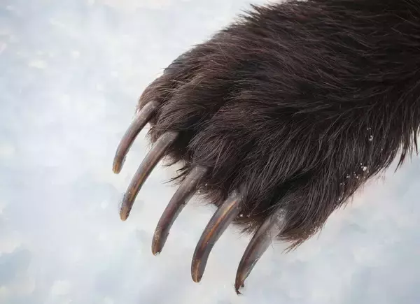 「耳の後ろから流血､指の肉をごっそり食べられ…クマに｢猪木キック｣で応戦した36歳男性の"数十秒間の死闘"」の画像