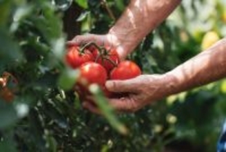 規格外のトマトが｢闇落ちとまと｣で"人気者"に…"言い換える"だけで魅力が高まる4つのテクニック