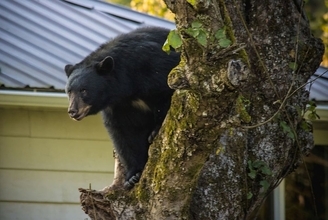 もうクマは"人間の味"を忘れられない…2度も自宅を襲われた作家だからわかる｢令和クマ｣が民家に侵入するワケ