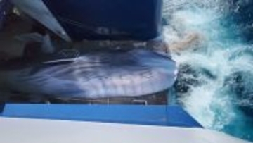 マグロでもブリでもサーモンでもない…｢日本の魚が消える日｣に食卓の主役に返り咲く"国民食"の正体