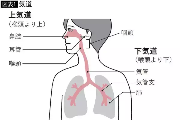 「｢いびき｣を放置すると最悪の場合､死に至る…耳鼻科医が｢今夜､確認して｣と呼びかける"理想的な枕の高さ"」の画像