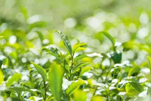 「｢お～いお茶｣が選ばれる理由は2つある…｢緑茶競争｣から目を覚ました伊藤園が売上増のためにやったこと」の画像