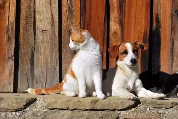 「根拠無しの｢移民は犬や猫を盗んで食べる｣を拡散…現地記者が見たトランプ陣営のあまりにも汚い選挙戦の実態」の画像