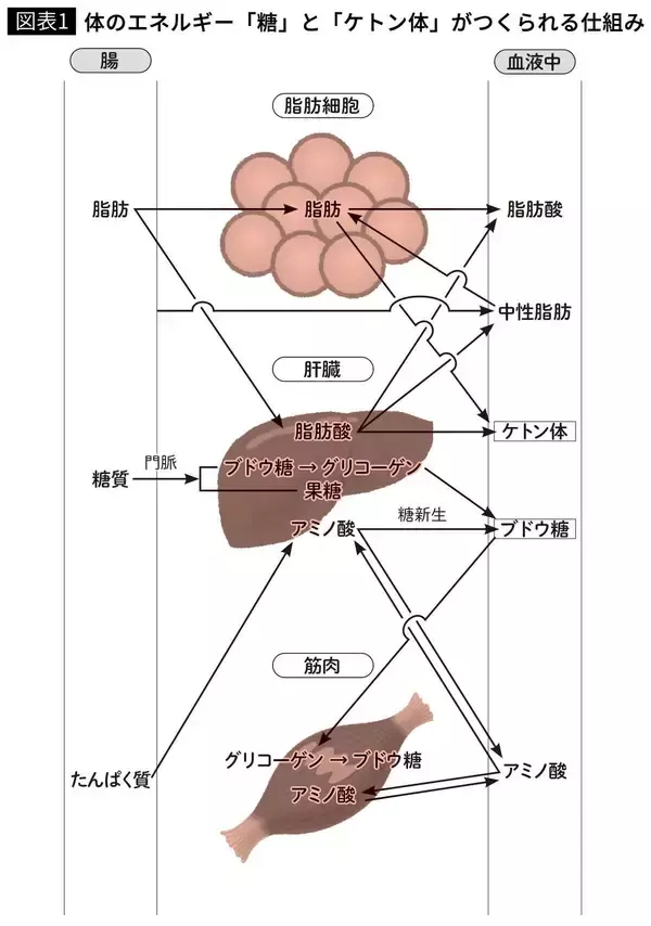 「これで｢やたら糖がほしい状態｣から卒業できる…医師が指摘｢疲れにくい体をつくるケトン体｣の驚くべき力」の画像