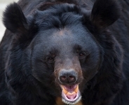 鋭いキバで眼球をえぐり取られても動かなかった…クマの猛攻に対し｢死んだフリ｣を続けた22歳妊婦の顛末