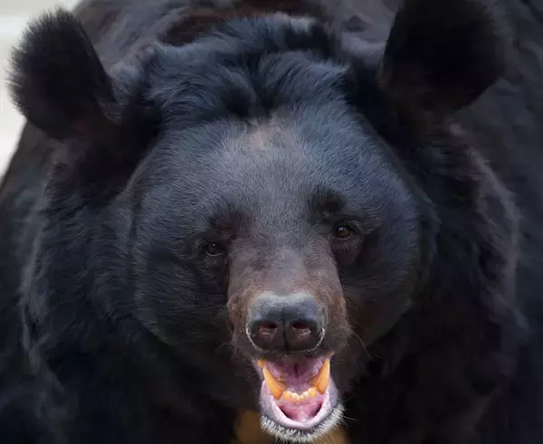 鋭いキバで眼球をえぐり取られても動かなかった…クマの猛攻に対し｢死んだフリ｣を続けた22歳妊婦の顛末