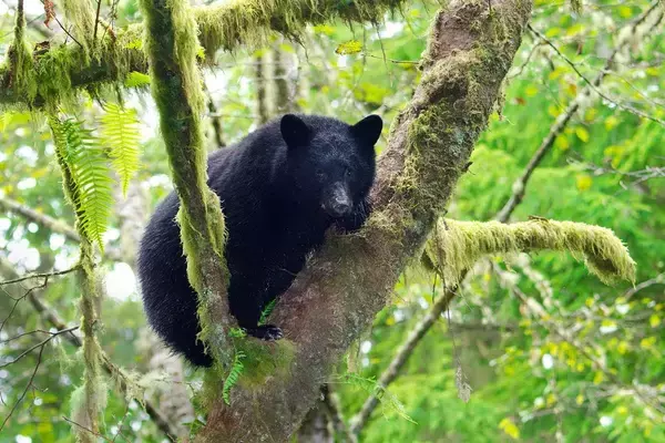 「東京はすでにクマに囲まれている…専門家が｢ここまで侵入する可能性がある｣と警鐘を鳴らす"要警戒エリア"」の画像