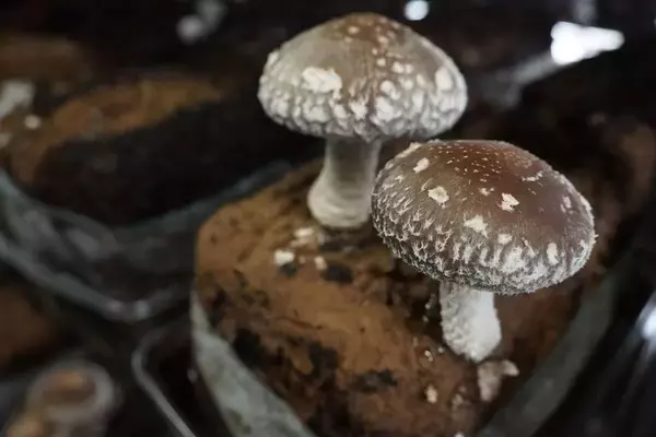 「｢あんなヨメすぐやめるわ｣に｢見てろよ｣…義父の畑を継いだ主婦が｢3年連続しいたけで金賞｣の原動力」の画像