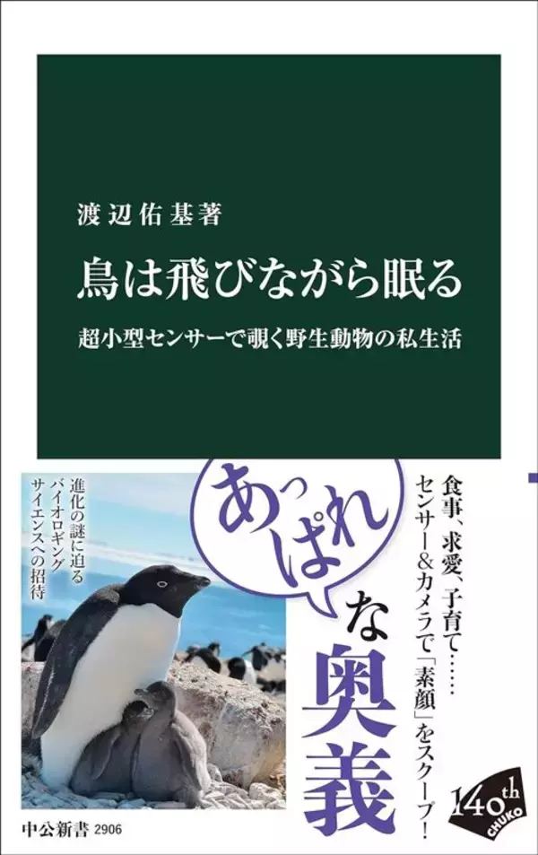 「眠らないオスほど､多くの子孫を残せる…｢思わず同情したくなる｣アメリカウズラシギの"ハードすぎる繁殖期"」の画像