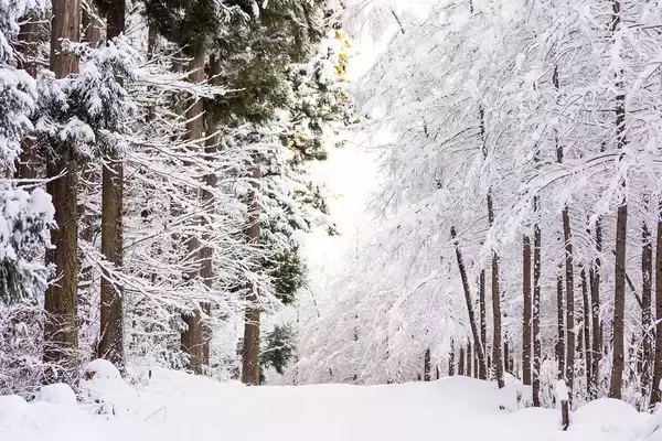 「鍋のシメ"雑炊にちょい足し"するだけでいい…血糖値の急上昇を防ぐために医師が勧める冷蔵庫の定番食材」の画像