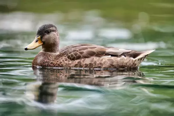｢鳥のうんこ｣からの華麗なる復活劇…｢魚の卵は移動できるのか｣生態学のミステリーに挑む実験の"奇跡の結果"