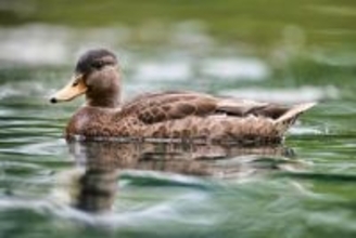 ｢鳥のうんこ｣からの華麗なる復活劇…｢魚の卵は移動できるのか｣生態学のミステリーに挑む実験の"奇跡の結果"