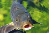 「｢鳥のうんこ｣からの華麗なる復活劇…｢魚の卵は移動できるのか｣生態学のミステリーに挑む実験の"奇跡の結果"」の画像3