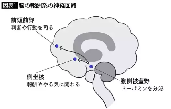 「｢年収500万円｣が急に物足りなくなる瞬間がある…脳神経外科医が解説｢しあわせを遠ざける比較脳｣の誤算」の画像