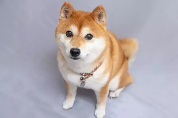 「｢動物に例えると?｣｢無人島に何持ってく?｣面接の変化球質問でアドリブ力ゼロでも面接官にウケる最高の準備」の画像