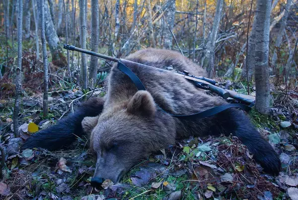 鉄棒で突き回し､最後は頭を銃で一撃…腹を割られ左前足をもがれた"クマの死体"が物語る｢人間の恐ろしい欲望｣