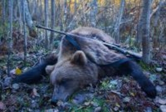 鉄棒で突き回し､最後は頭を銃で一撃…腹を割られ左前足をもがれた"クマの死体"が物語る｢人間の恐ろしい欲望｣