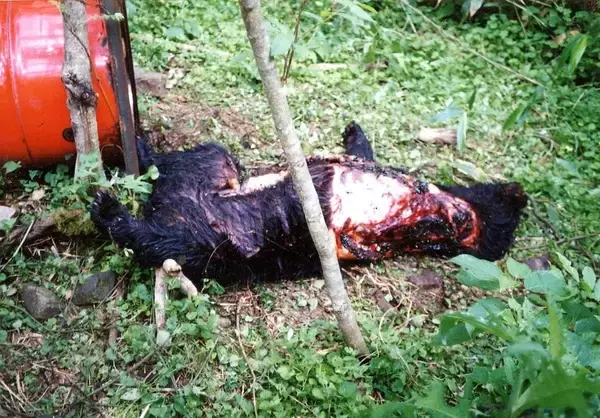 「鉄棒で突き回し､最後は頭を銃で一撃…腹を割られ左前足をもがれた"クマの死体"が物語る｢人間の恐ろしい欲望｣」の画像