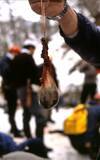 「鉄棒で突き回し､最後は頭を銃で一撃…腹を割られ左前足をもがれた"クマの死体"が物語る｢人間の恐ろしい欲望｣」の画像3