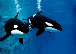 だからシャチのオスはメスをめぐって闘わない…海獣学者が明かす大海原の｢集団お見合い｣という繁殖事情