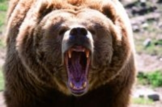 クマは人間も食べるし｢共食い｣もする…エサ不足で凶暴化したヒグマ同士が繰り広げた壮絶な戦いの実態