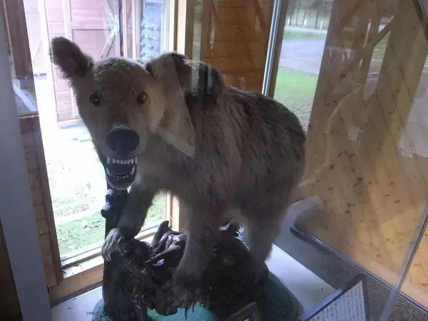 「死んだふりで｢片目､片手､片足になりました｣…80年間の新聞を分析して判明｢人食いグマ｣から生き延びる方法」の画像