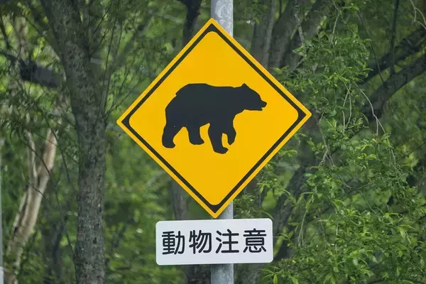 「死んだふりで｢片目､片手､片足になりました｣…80年間の新聞を分析して判明｢人食いグマ｣から生き延びる方法」の画像