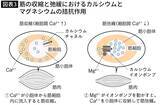 「不足すると｢うつ病｣が増え､子どものIQに影響…東大教授｢脳のために欠かせないスーパーにある食材｣」の画像5