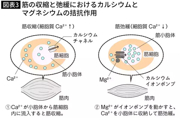「不足すると｢うつ病｣が増え､子どものIQに影響…東大教授｢脳のために欠かせないスーパーにある食材｣」の画像