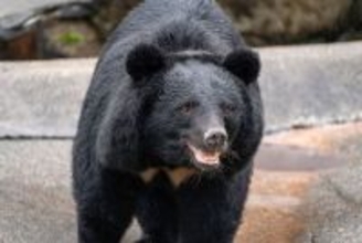 だからクマもシカもトドも溢れかえった…日本で害獣問題が繰り返される本当の理由と解決の切り札