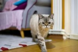 リビングでお客と話していると突然やって来る…猫が人間の集まりに"顔出し"しようとする切実な理由