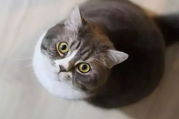 「リビングでお客と話していると突然やって来る…猫が人間の集まりに"顔出し"しようとする切実な理由」の画像