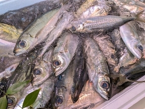 ｢大人6人､新年の宅飲みをできるだけ安く盛り上げたい｣そう考えた40代男性が10尾3500円で買った魚の名前