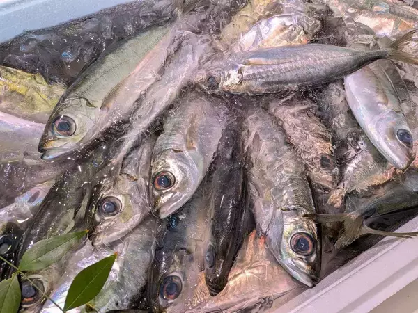 ｢大人6人､新年の宅飲みをできるだけ安く盛り上げたい｣そう考えた40代男性が10尾3500円で買った魚の名前