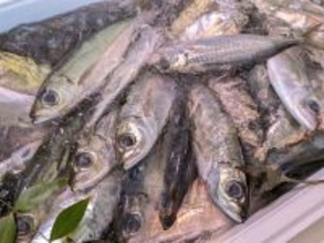 ｢大人6人､新年の宅飲みをできるだけ安く盛り上げたい｣そう考えた40代男性が10尾3500円で買った魚の名前