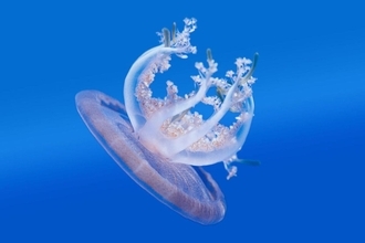 睡眠は｢脳を休めるため｣だけではなかった…脳がないクラゲが睡眠不足になったときに起きる症状