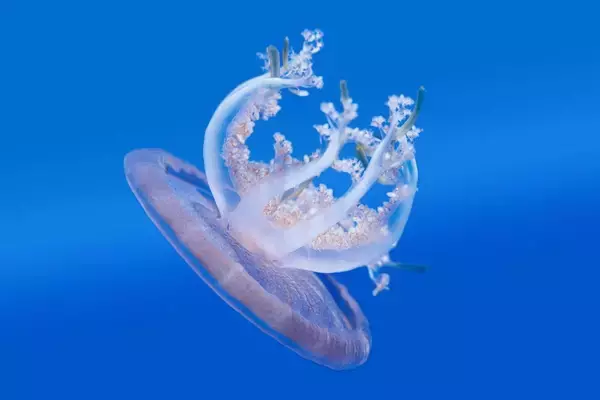 睡眠は｢脳を休めるため｣だけではなかった…脳がないクラゲが睡眠不足になったときに起きる症状