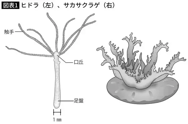 「睡眠は｢脳を休めるため｣だけではなかった…脳がないクラゲが睡眠不足になったときに起きる症状」の画像