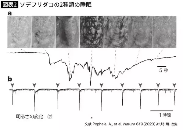 「睡眠は｢脳を休めるため｣だけではなかった…脳がないクラゲが睡眠不足になったときに起きる症状」の画像