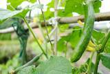 「｢夏野菜の代表格｣も昨年比2倍に…円安でも海外の戦争でもない｢日本人を直撃する物価高｣の"第3の犯人"」の画像2