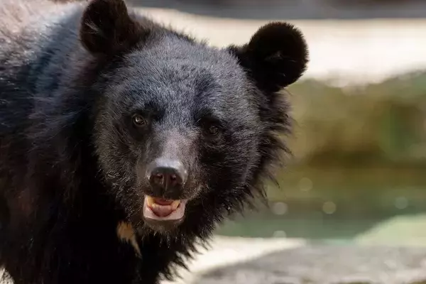 犯人はクマ以外の人喰い生物だった…東京･奥多摩で発見された｢頭と手足がむしり取られた変死体｣の謎を解く