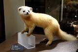 「犯人はクマ以外の人喰い生物だった…東京･奥多摩で発見された｢頭と手足がむしり取られた変死体｣の謎を解く」の画像3