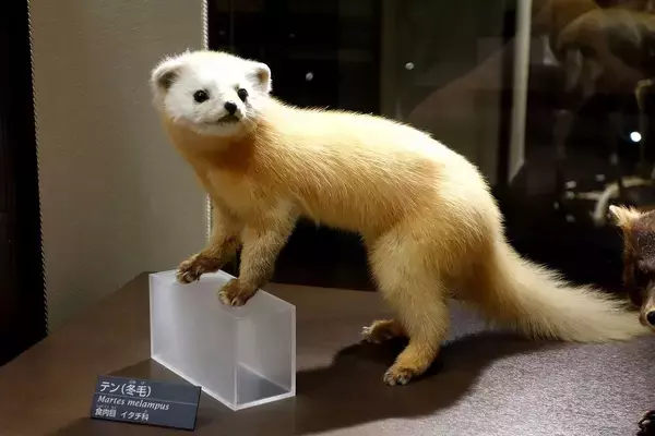 「犯人はクマ以外の人喰い生物だった…東京･奥多摩で発見された｢頭と手足がむしり取られた変死体｣の謎を解く」の画像