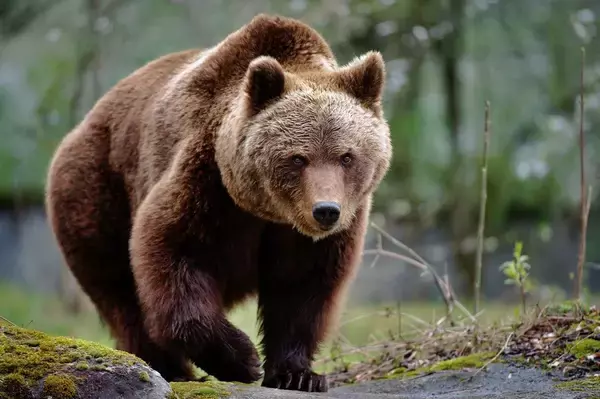135キロの巨体が私の軽トラに咬みついた…クマに9回襲われた研究家が目撃した｢クマを困らす意外な天敵｣
