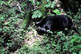 「135キロの巨体が私の軽トラに咬みついた…クマに9回襲われた研究家が目撃した｢クマを困らす意外な天敵｣」の画像3
