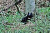 「135キロの巨体が私の軽トラに咬みついた…クマに9回襲われた研究家が目撃した｢クマを困らす意外な天敵｣」の画像5