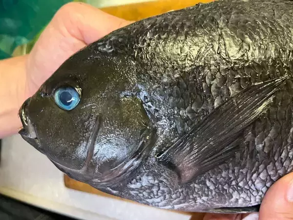 「スーパーで見かけない格別な魚…｢アンコウでもクエでもない｣釣り人と食通だけが知っている"鍋の王者"とは」の画像