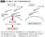 「｢胃がん予防に効果的｣のはずが…タバコを吸う人が飲むと発症率が2倍以上になる｢健康にいい飲み物｣の名前」の画像2